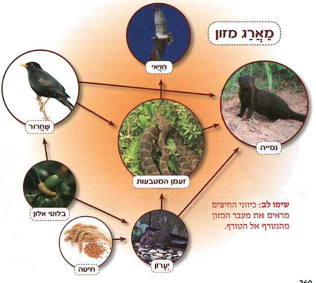 (בספר תרשים ותמונות, היעזרו במנחה:) מארג מזון